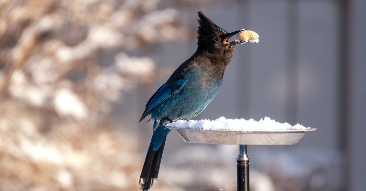 How to determine what I should eat on a flight with passengers with nut allergies - Shallow Focus Photography of Blue and Black Bird How to determine what I should eat on a flight with passengers with nut allergies - Shallow Focus Photography of Blue and Black Bird