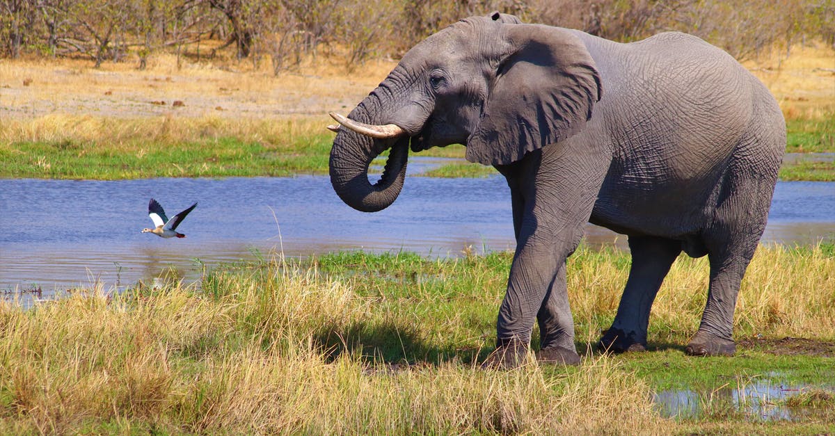 How to divide large bank notes into smaller ones while traveling? - Elephant on Green Grass Field