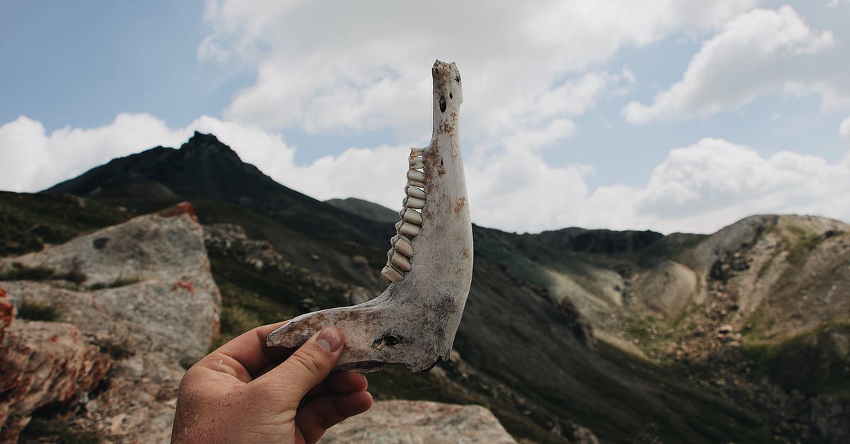 How to find mountain parking in Switzerland? - Person Holding Up A Jaw Bone With Teeth Remains Of An Animal 