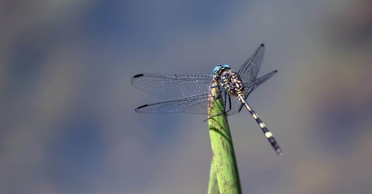 How to fly with a spider - Blue and Black Damselfly on Green Leaf