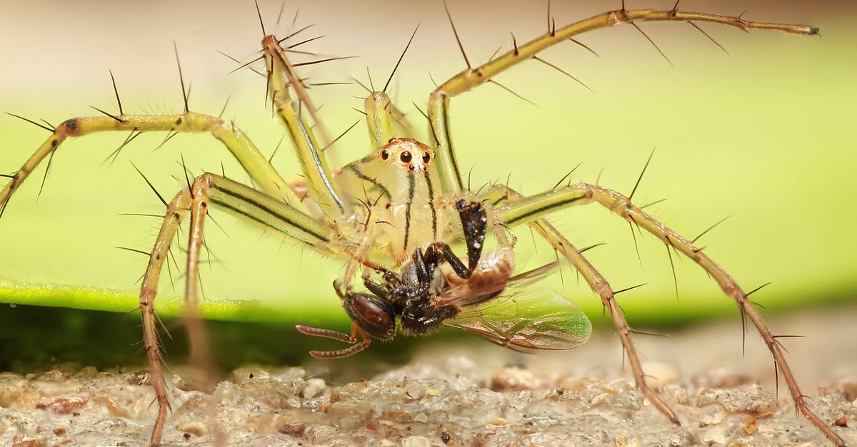 How to fly with a spider - Close-up of Insect on Plant