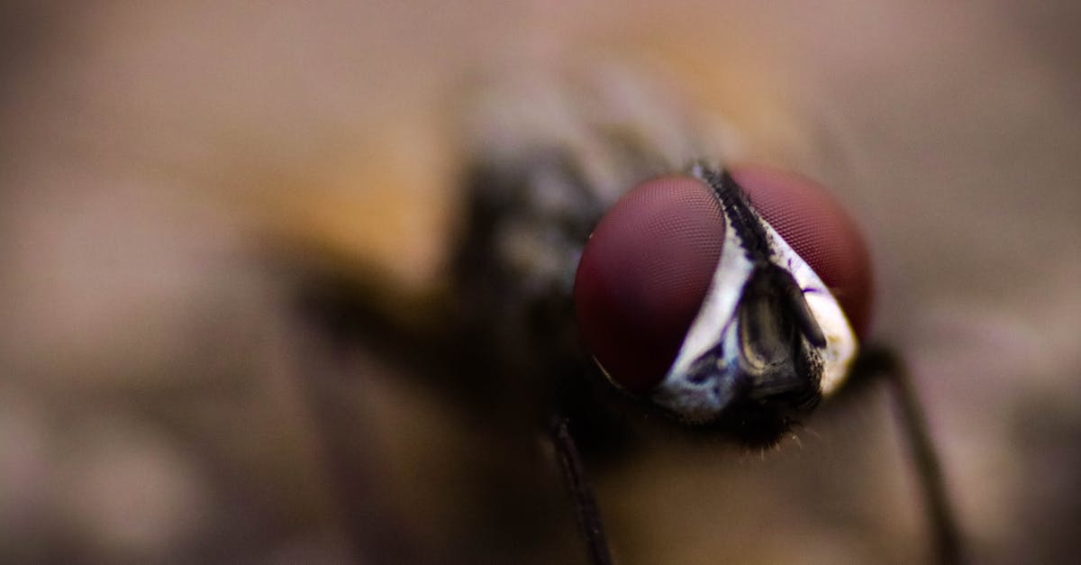 How to fly with a spider - Close-up Photography of Fly