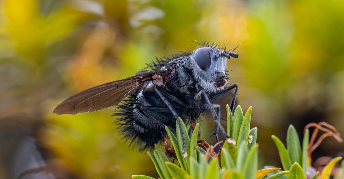 How to fly with Ryanair as a non-EU citizen? - Black and Yellow Bee on Green Plant