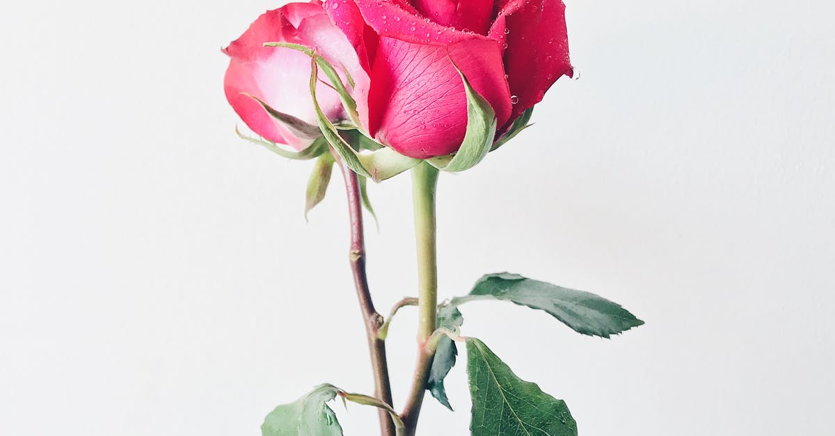 How to get from Flores to Sulawesi? - Photo of Pink Roses in Vase