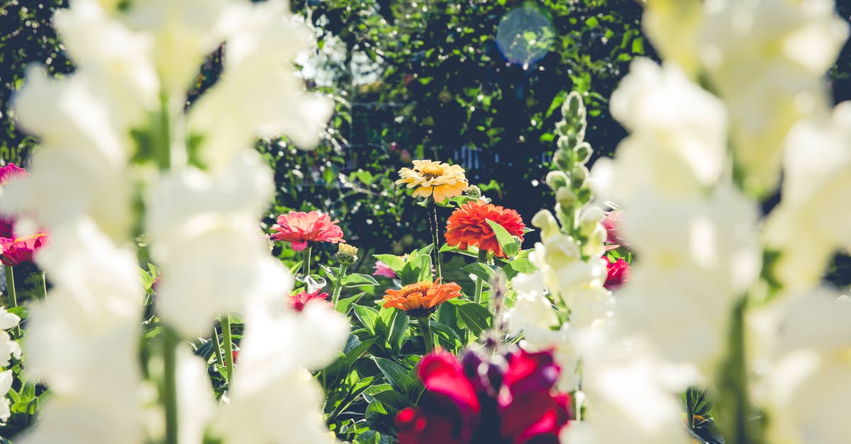 How to get from Flores to Sulawesi? - Red and White Flowers With Green Leaves