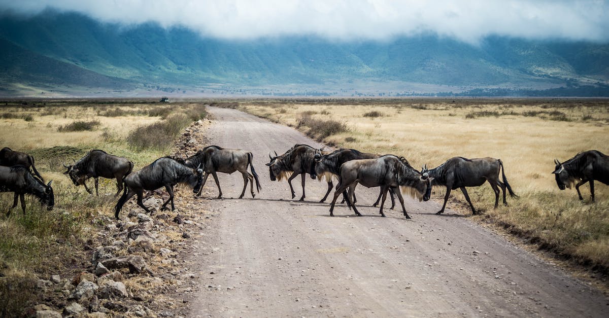 How to get into and travel across Tanzania - Herd of Wildebeest on Road