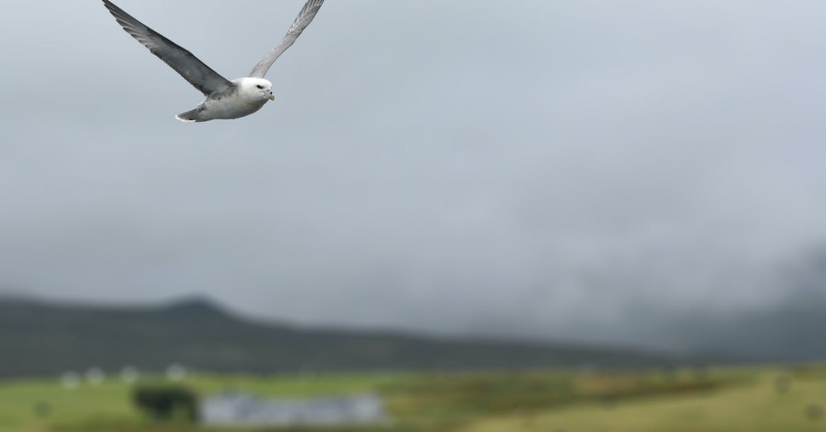 How to get to iceland without flying? - White and Gray Bird Flying