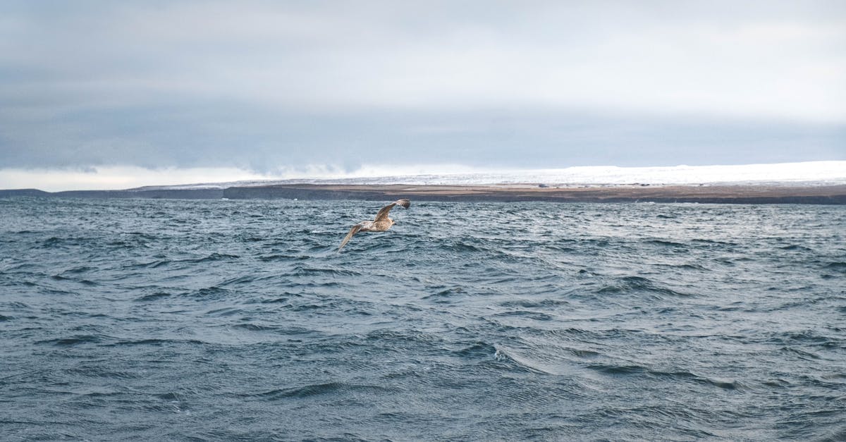 How to get to iceland without flying? - A Bird Flying over the Sea