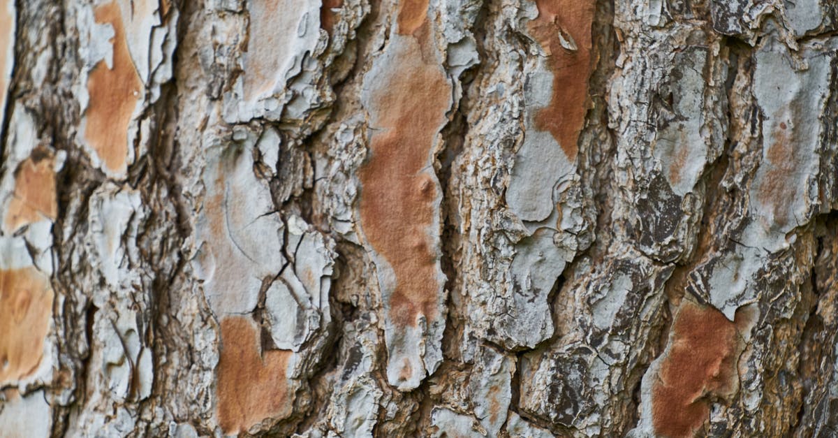 How to log the places you visited as detailed as possible? - Close-Up View Of A Tree Bark