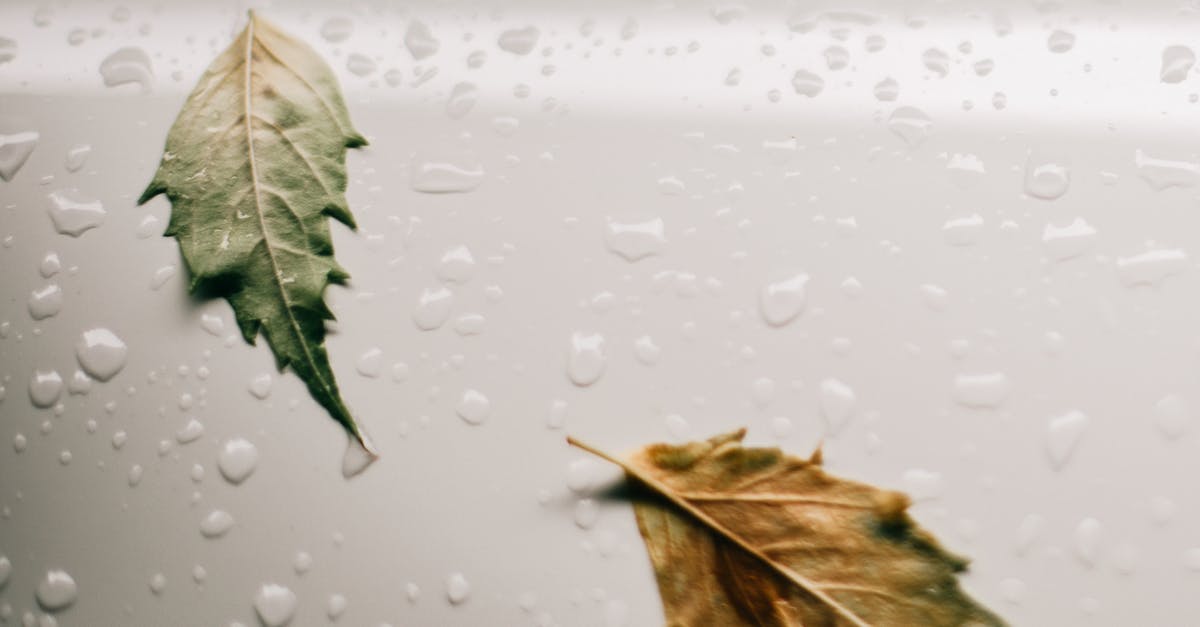 How to Minimize Sweating in Unusually Hot and Humid Weather? - Wet white surface with leaves