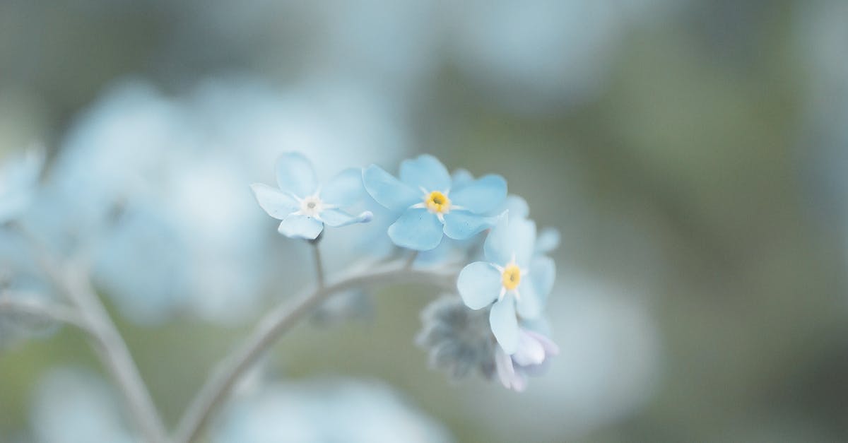 How to not forget things? [closed] - Blue Petaled Flowers