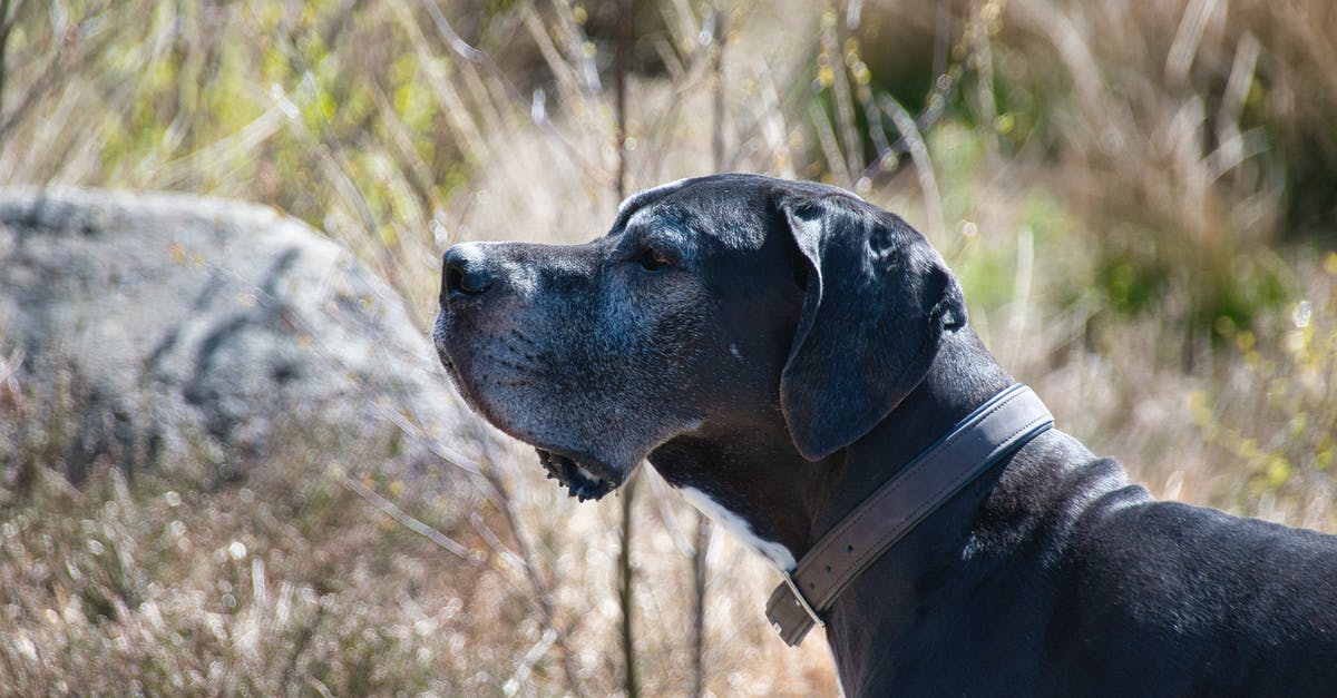 How to prevent or quickly resolve ear disequilibrium after flight? - Free stock photo of animal, canine, cute