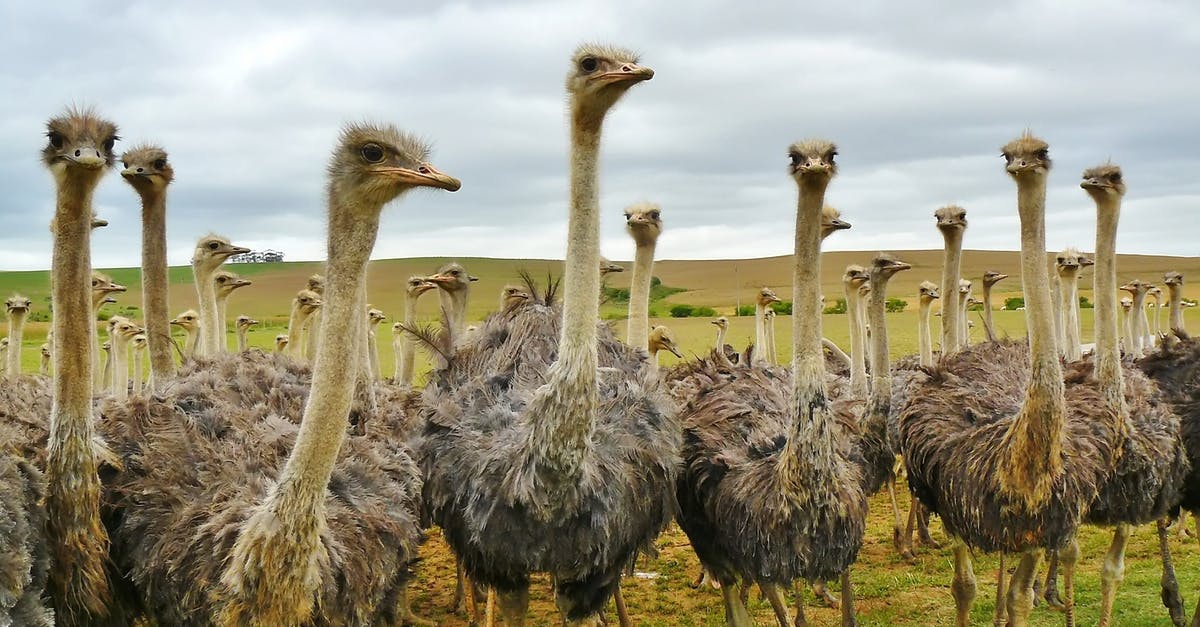 How to tell how long a ban from South Africa for an overstay lasts? - Ostrich Under White Sky