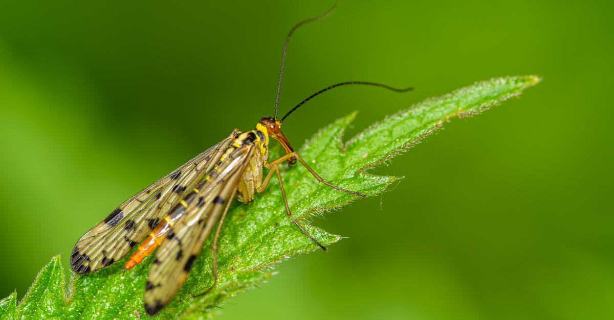 How to tip in Israel? - Black and Yellow Insect on Green Leaf