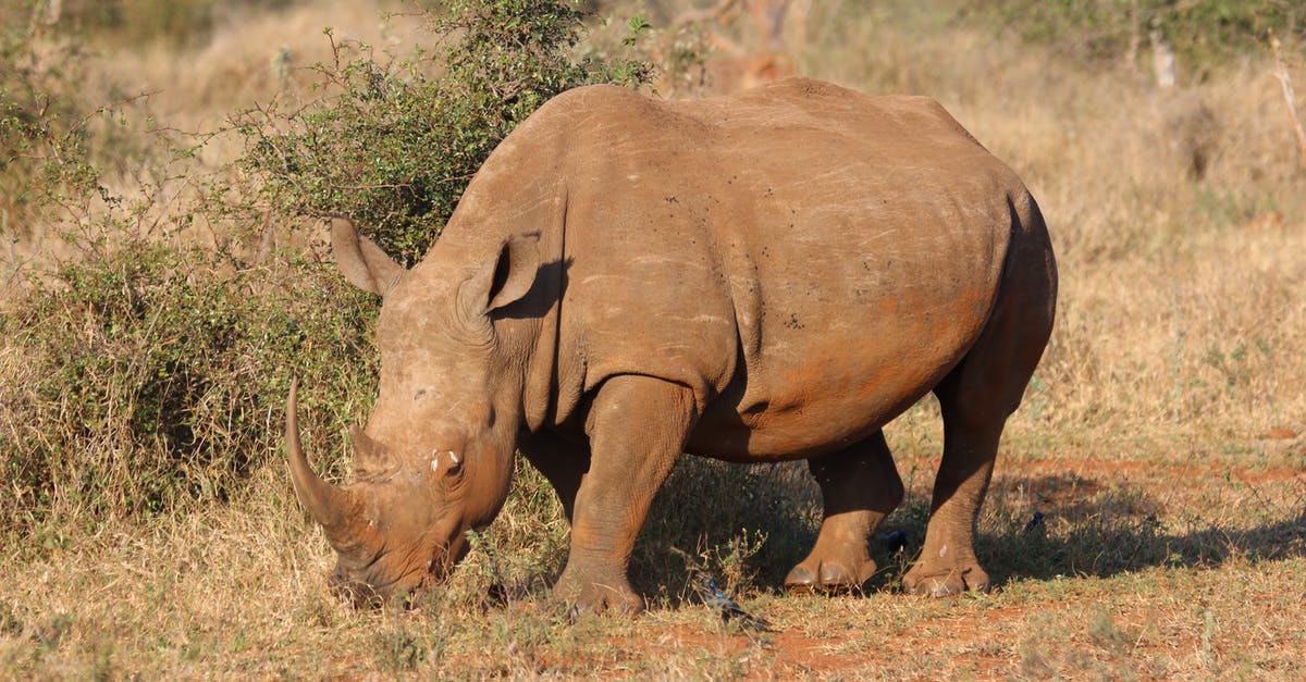 How to travel with huge sum of money? - Brown Rhino in Green Open Field