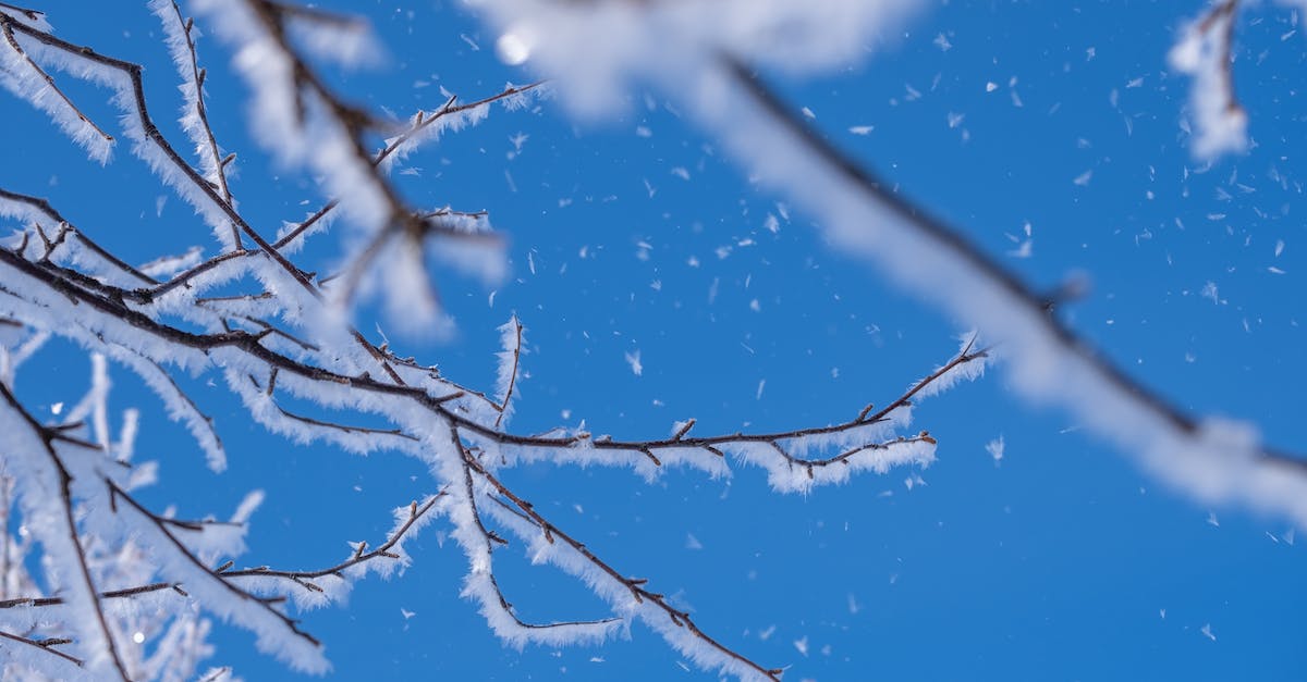 Hurricane season in Mexico - A Snow Covered Tree Branches Under the Blue Sky