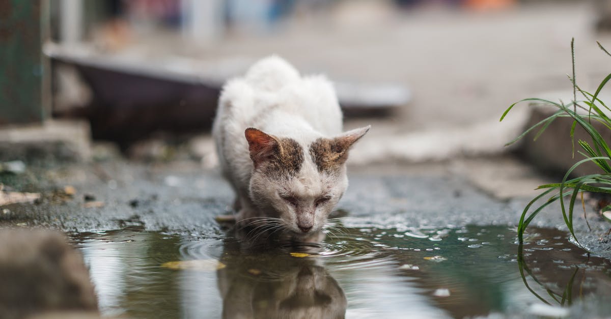 IATA rule regarding passenger right to drinking water [duplicate] - Thirsty White Cat Drinking Water in a Puddle