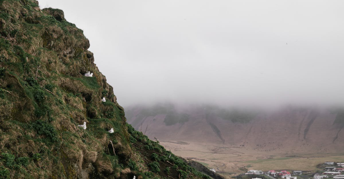 Iceland's Schengen Area situation - Amazing distance view of Nordic mountainous landscape with village and seabirds nesting on cliff slope covered with green mosses and lichens against overcast sky