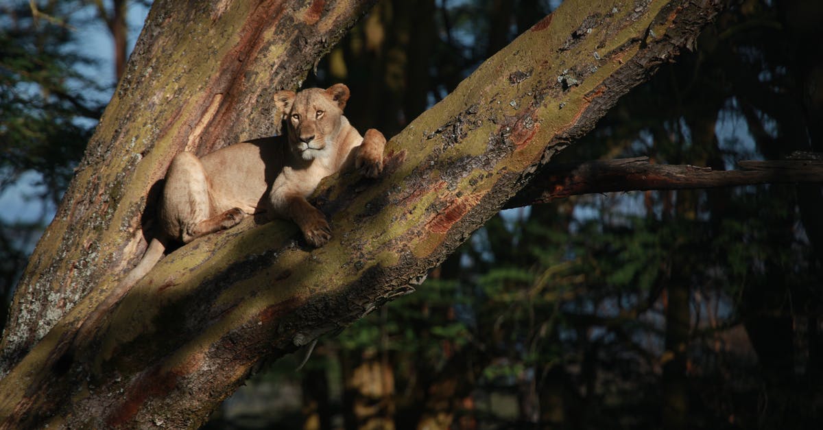 Ijen crater and batu secret zoo from Surabaya - Lioness resting on tree in woodland