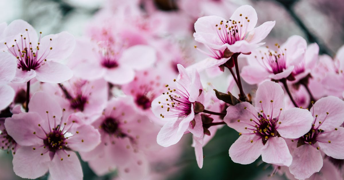 Importance of cherry blossom season in South Korea - Pink Petaled Flowers Closeup Photo