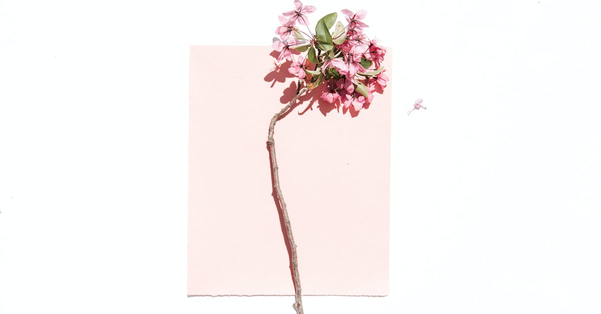 Importance of cherry blossom season in South Korea - Pink-petaled Flower on White and Pink Surface