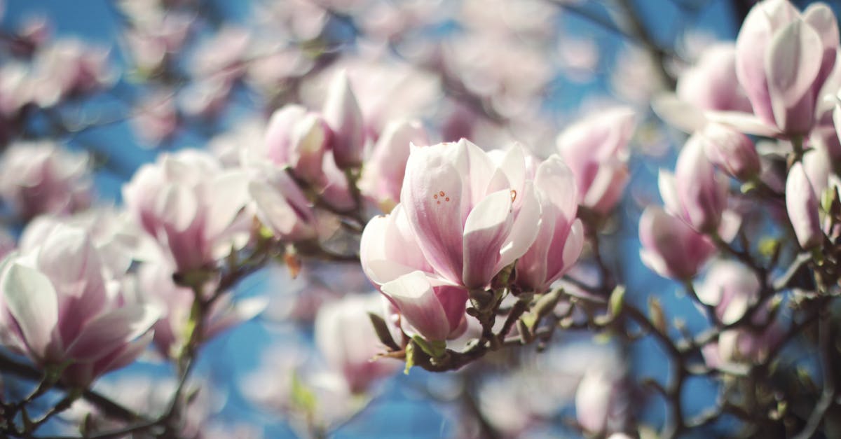 Importance of cherry blossom season in South Korea - Selective Focus Photo of White-and-pink Petaled Flowers