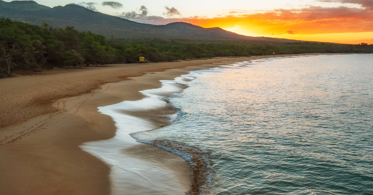 Importing shells from a US beach into Japan - Green Trees Beside Body Of Water During Sunset