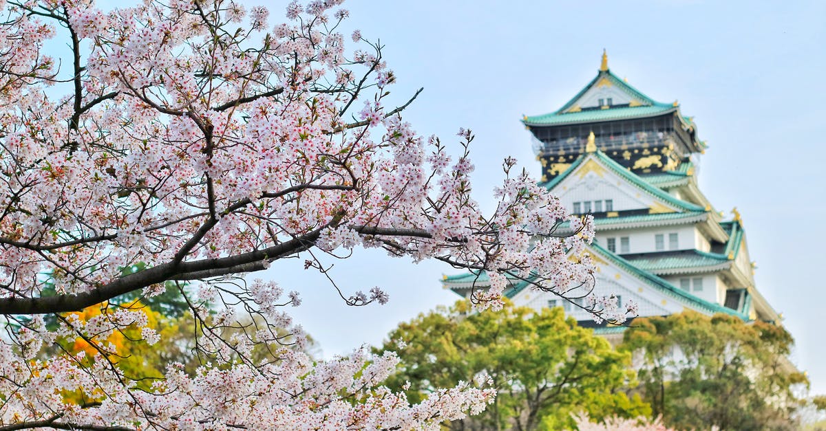 In Nikko, Japan what kind of hot spring options are available? - Close Up Photography of Cherry Blossom Tree