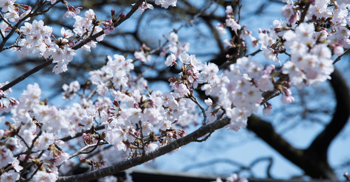 In Nikko, Japan what kind of hot spring options are available? - Selective Focus Photography of White Flowering Tree