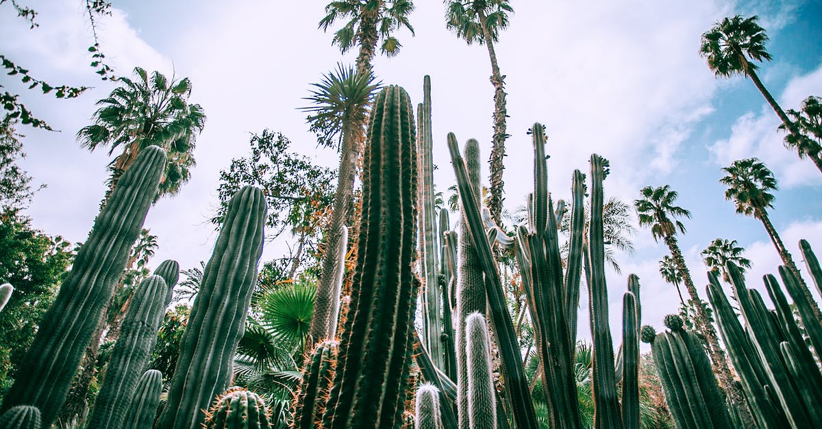 In the context of air travel, are layovers different to stopovers? - Low angle of different green prickly cacti with thick ribbed stems growing in botanical garden in daylight