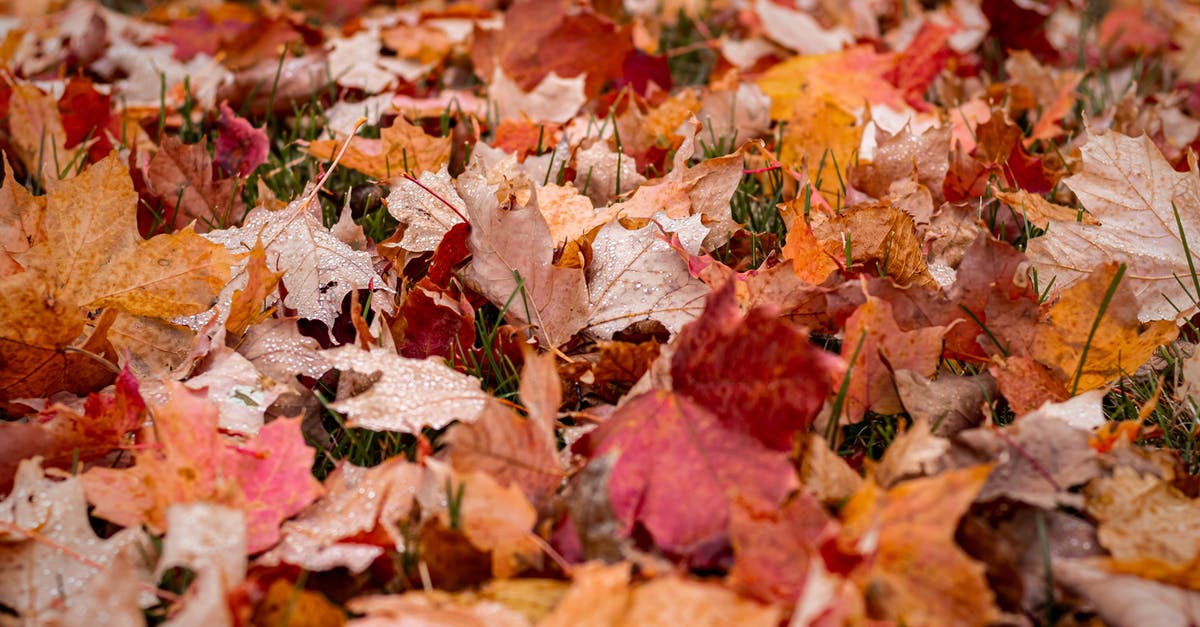 Incentives to change flights - Brown and Red Maple Leaves on Ground