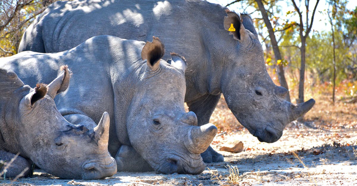 Independent travels around Southeast Africa [closed] - Three Gray Rhinoceroses with Big Horns