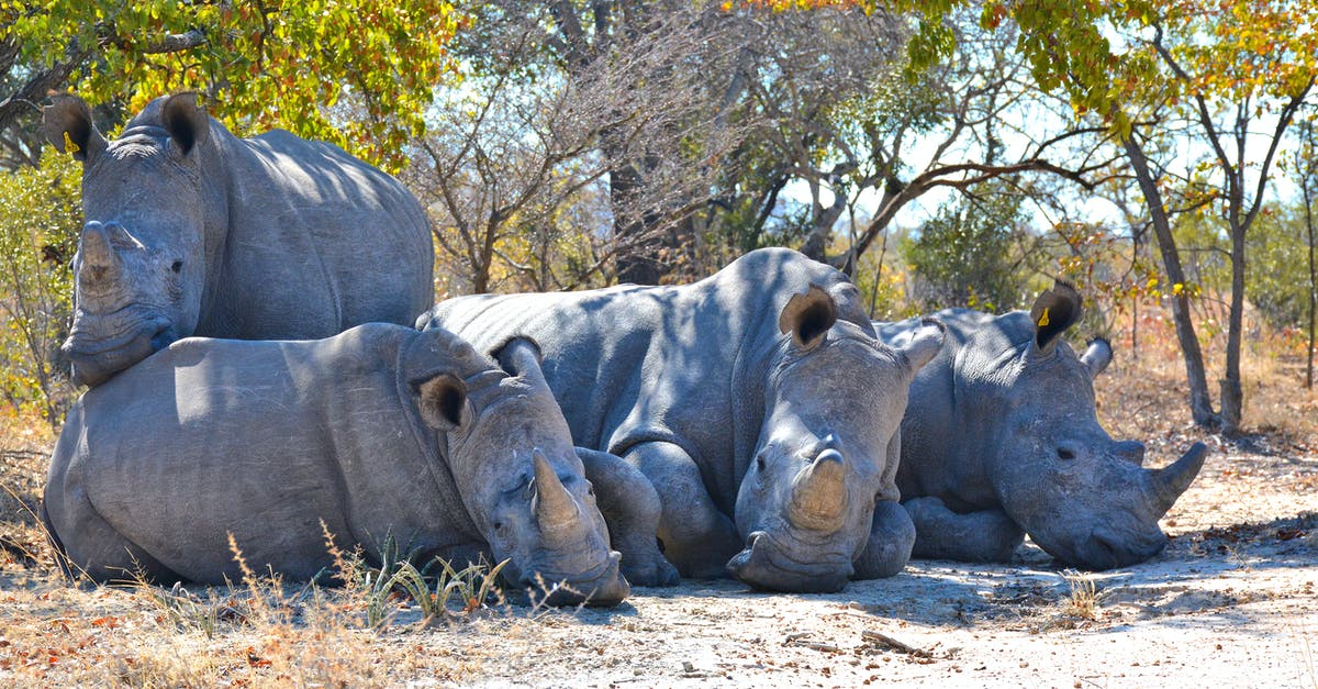 Independent travels around Southeast Africa [closed] - Photo of Four Big Gray Rhinoceroses 