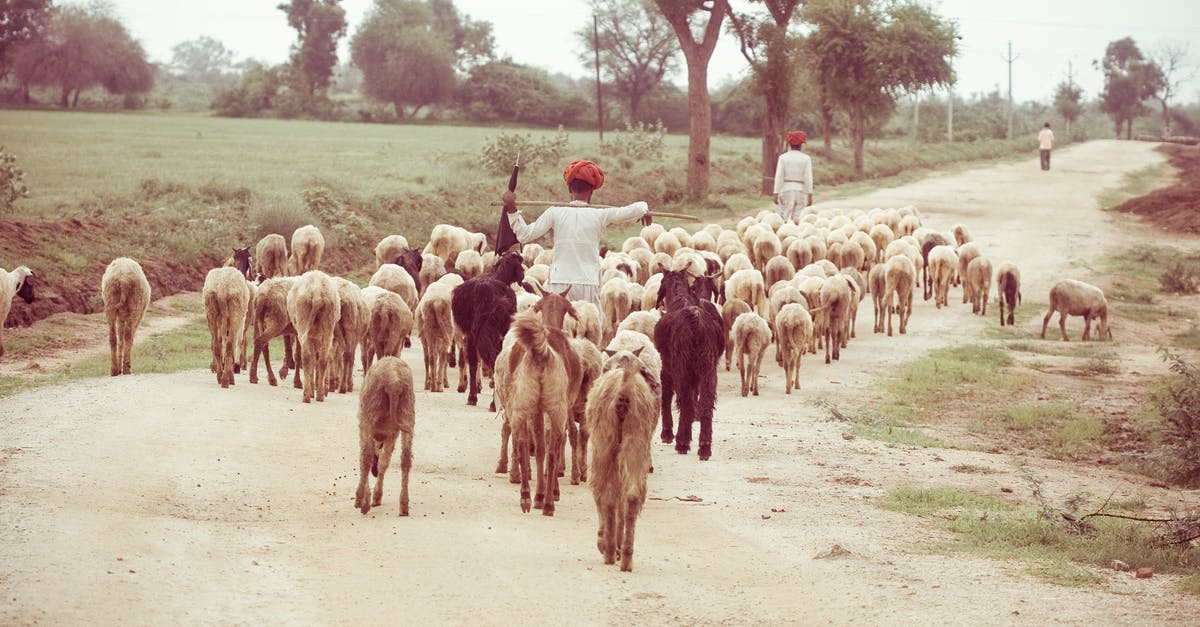 India - ID proof for child traveling on domestic flight - beautiful portrait of an Indian village man shepherd walking with his sheeps on the curvy road in a nearby village during sunset.