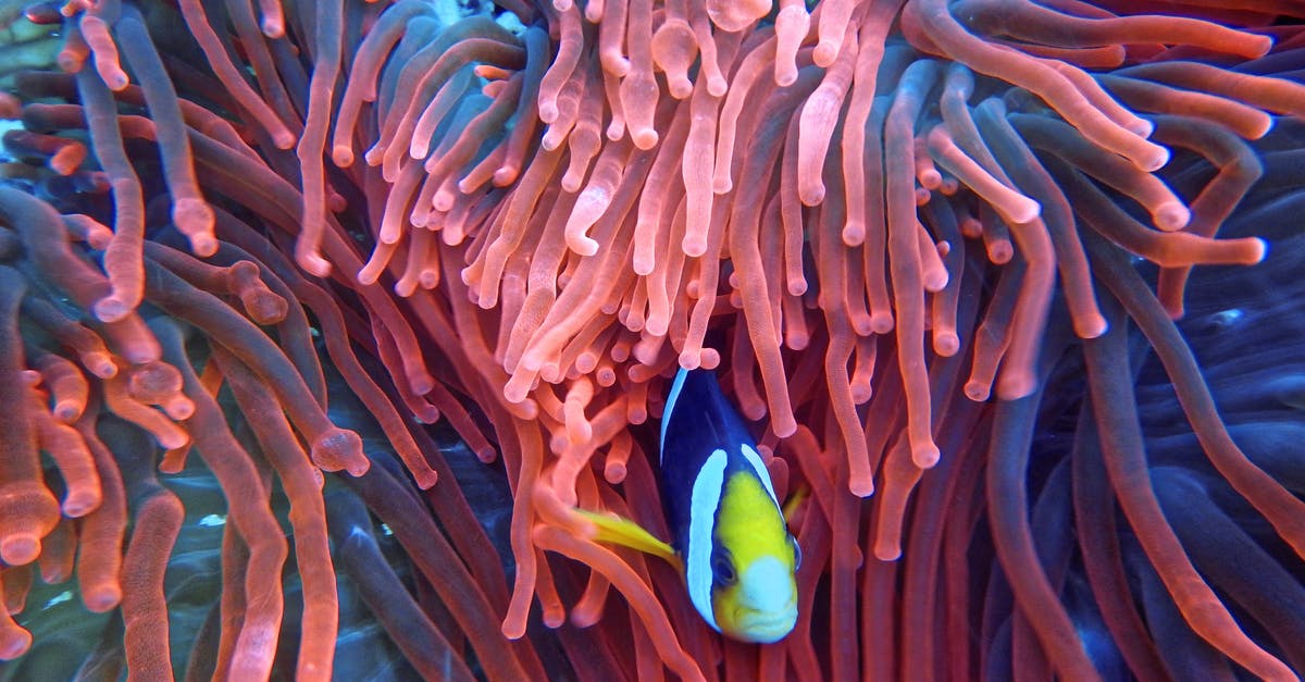 Indonesia Banyak diving - Photo of a Fish on Corals