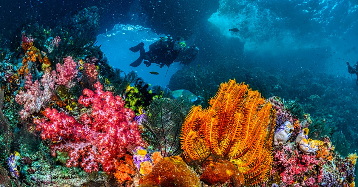 Indonesia Banyak diving - Divers Swimming Over the Corals