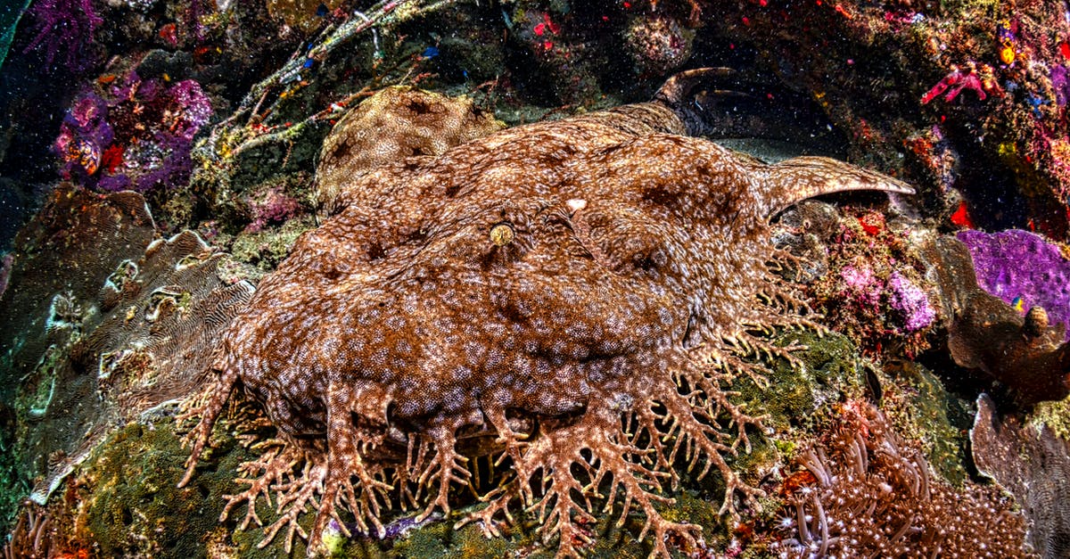 Indonesia Banyak diving - Close-up of a Tasselled Wobbegong in a Coral Reef