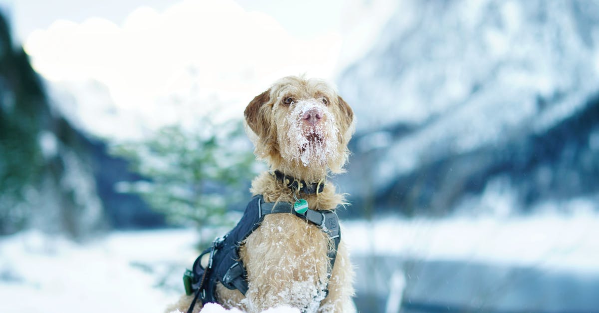 International pet travel and chips [closed] - Long-coated Fawn Dog on the Snowy Field