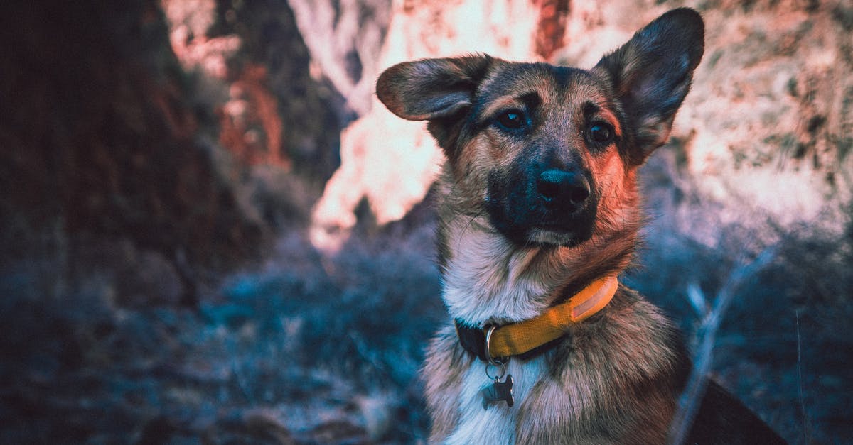 International pet travel and chips [closed] - Photo of Black and Tan Dog