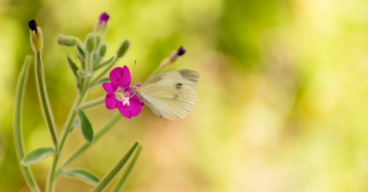 Iran visa rejection - should I bother reapplying? [closed] - Butterfly On Top Of Pink Flower