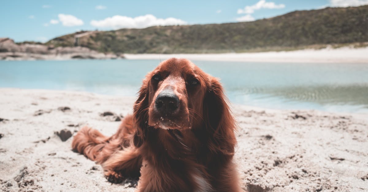 Irish Residency - Cute Irish setter on shore