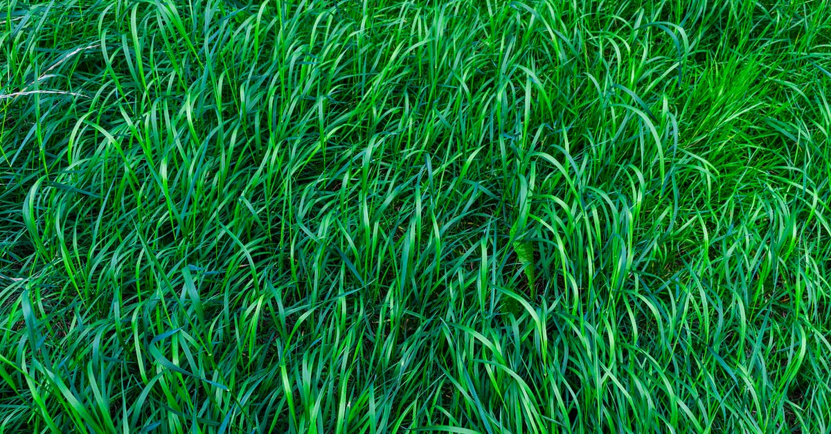 Is a 65 minute layover in FLL with Customs long enough? - Shallow Focus Photo of Green Grass Field
