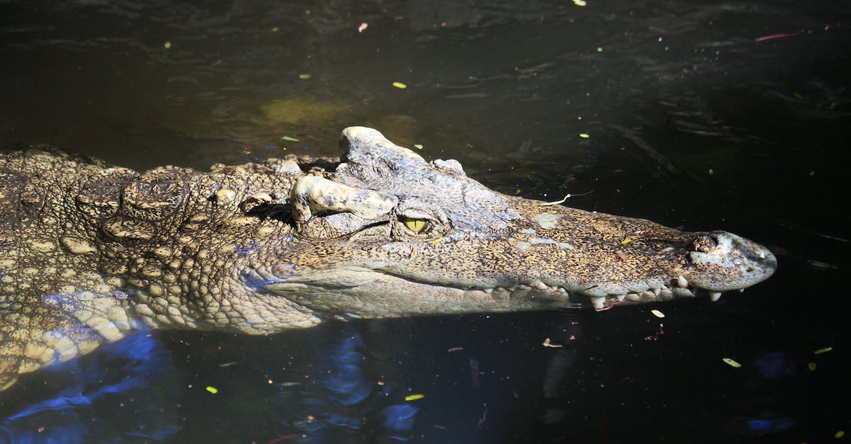 Is all of Afghanistan dangerous for travellers? - Brown Crocodile on Body of Water