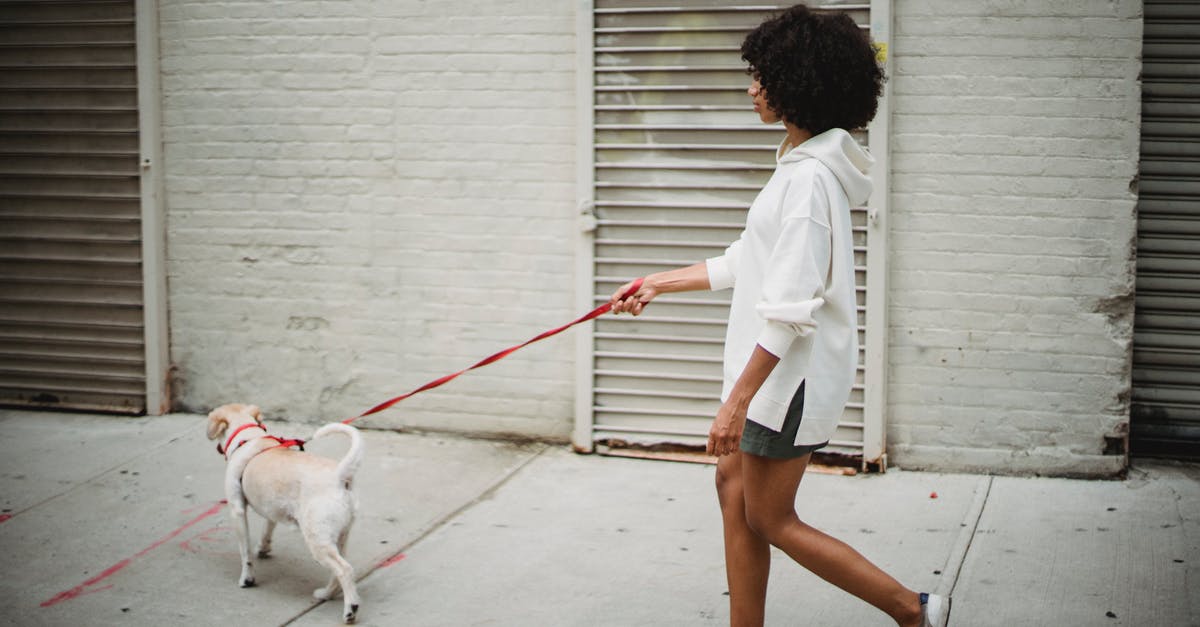 Is Amsterdam a dog friendly city? - Side view of African American female in casual outfit strolling with obedient puppy on paved street