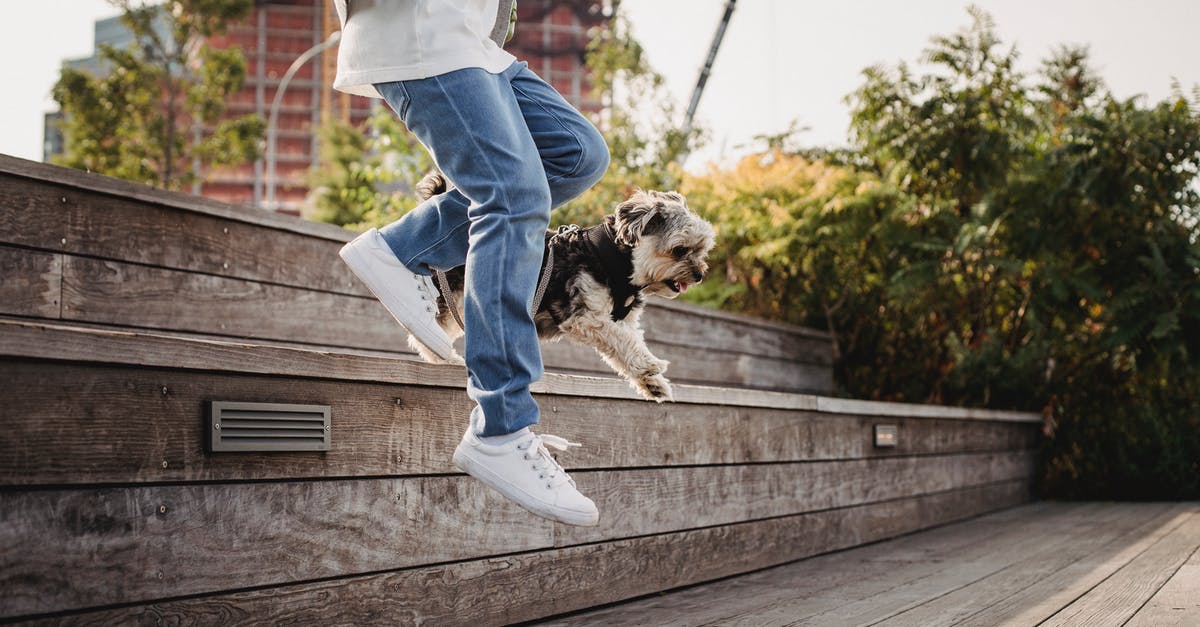 Is Amsterdam a dog friendly city? - Side view faceless person in jeans jumping on wooden stairs with funny hairy Yorkshire Terrier in lush city park