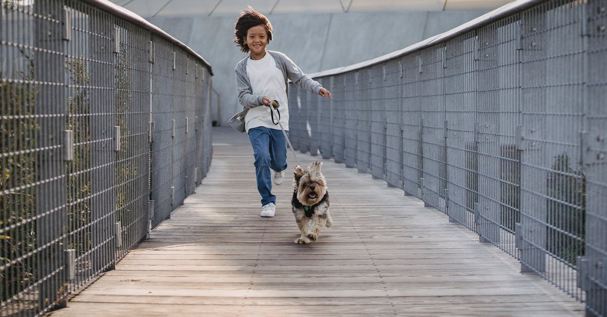 Is Amsterdam a dog friendly city? - Full body cheerful ethnic boy in casual wear running with funny fluffy Yorkshire Terrier on leash along narrow wooden bridge in park