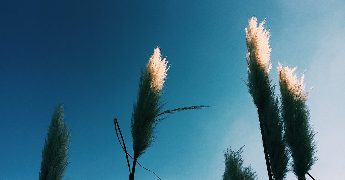 Is an OysterCard worth it for occasional 1-day visits from outside London? - Low angle of Cortaderia plant with thin stalks with leaves and white fluffy panicles on inflorescence growing in nature under blue cloudless sky in sunny day