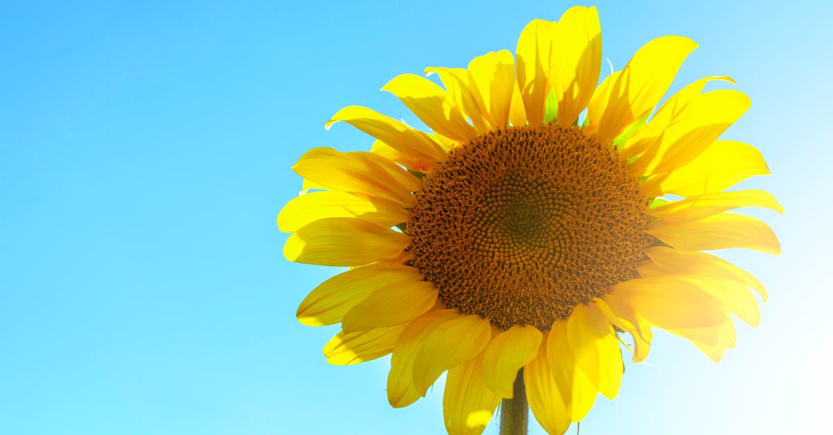 Is Berlin and Munich doable in a single weekend? [closed] - Closeup Photo of Sunflowers