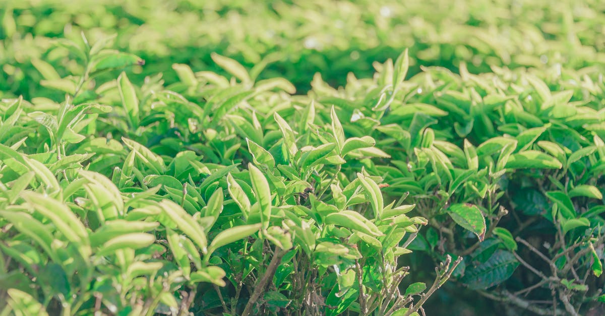 Is bringing tea from coca leaves to Europe illegal? - Person Holding Tea Cup During Tea Ceremony