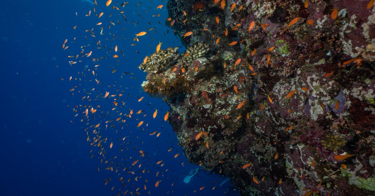 Is Florida ocean water warm enough to swim in February? - Orange Fish Swimming around a Rock Underwater